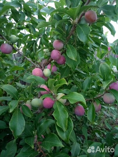 Саженцы сливы