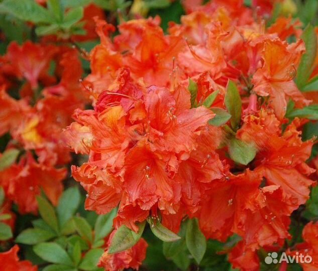 Азалия(родендрон)гибридный Нэп Хилл