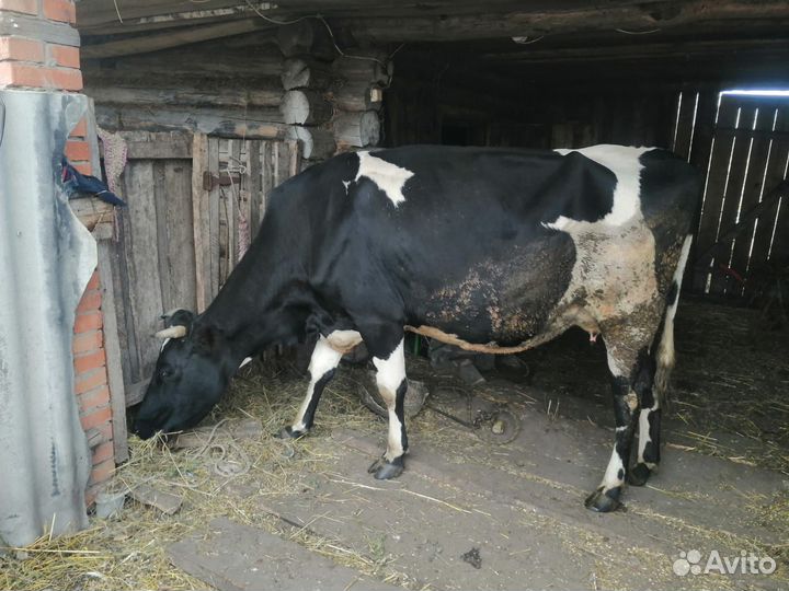 Корова высокоудойная