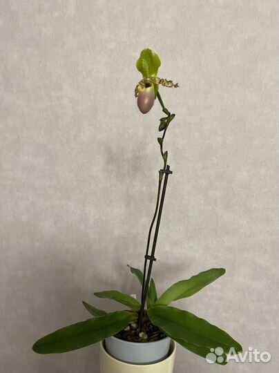 Орхидеи фаленопсис цветут