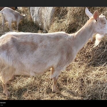 Козы козлята