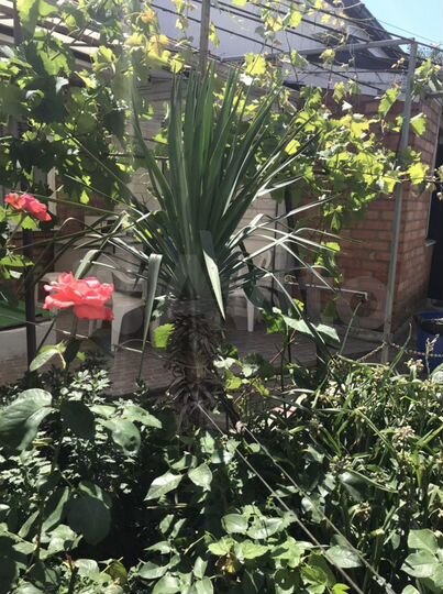 Дом 50 м² на участке 3 сот.