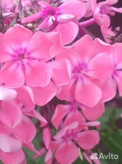 Флоксы розовые