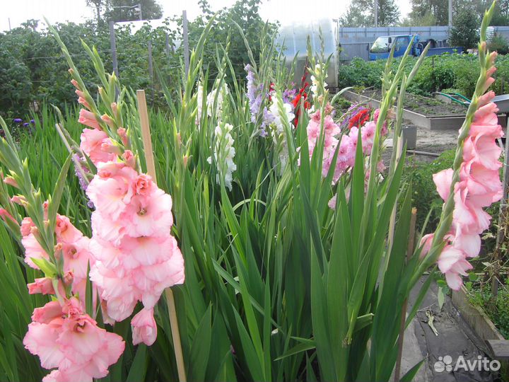 Гладиолусы- цветы, луковицы и детки