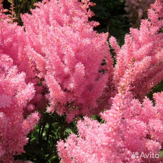 Астильбы сортовые