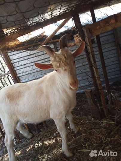 Альпийские козлята