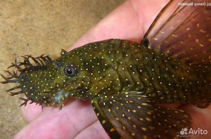 Анцитрус L 513