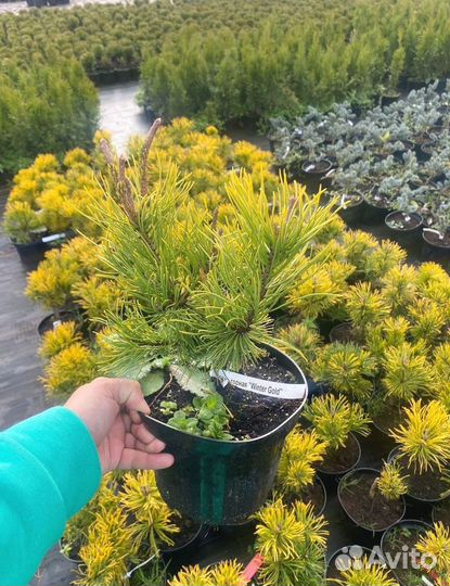 Горная сосна оптом С10 40-60 см