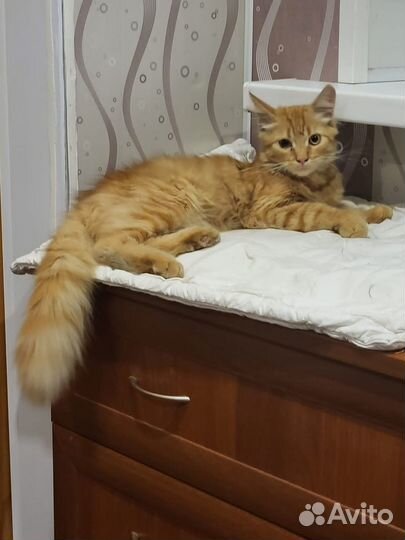 Рыжий котик ищет дом