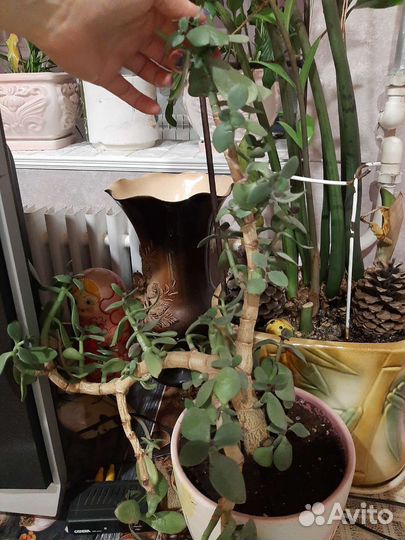 Денежное дерево