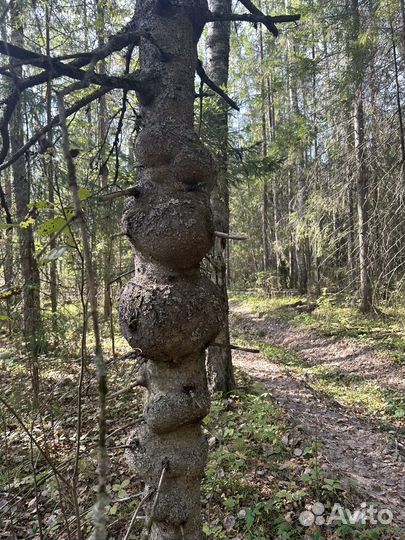 Сувель