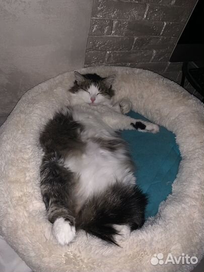 Кошка обыкновенная