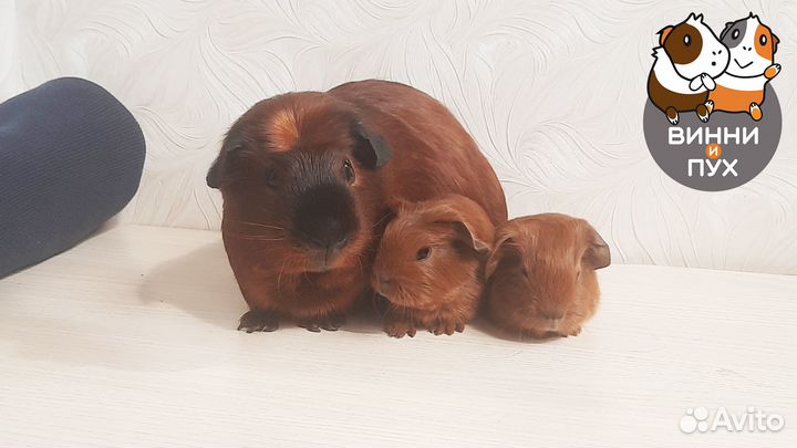 Морская свинка калифорния