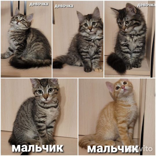 Котята бесплатно