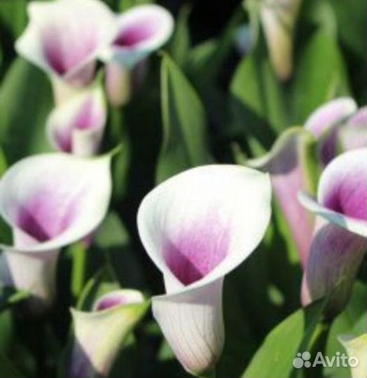 Луковицы Каллы Цветы