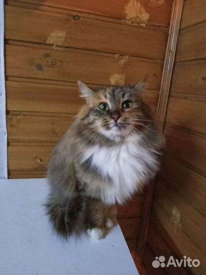 Сибирская метис