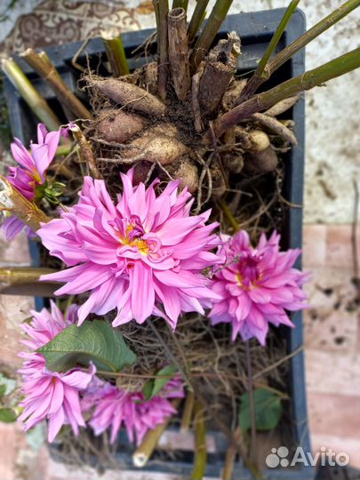 Саженцы многолетних цветов