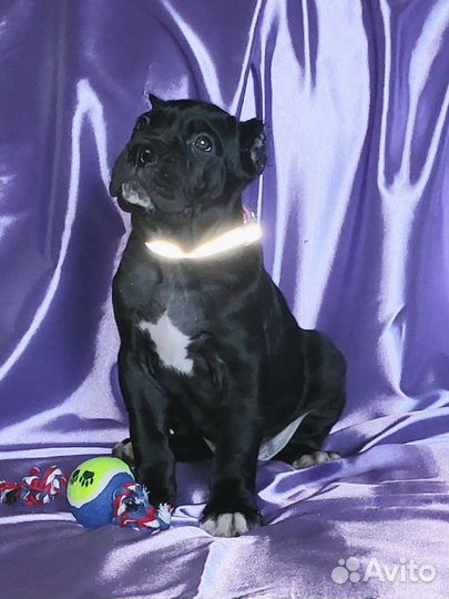 Красавые девочки, документы РКФ