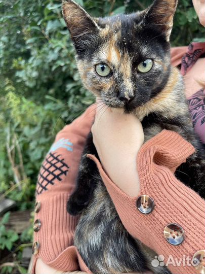 Котята в добрые руки бесплатно