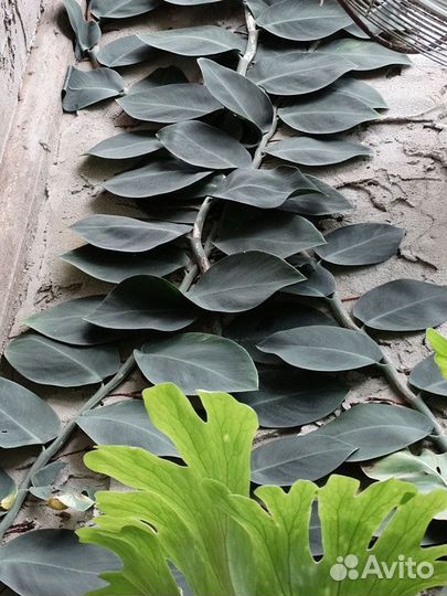 Рафидофора celatocaulis