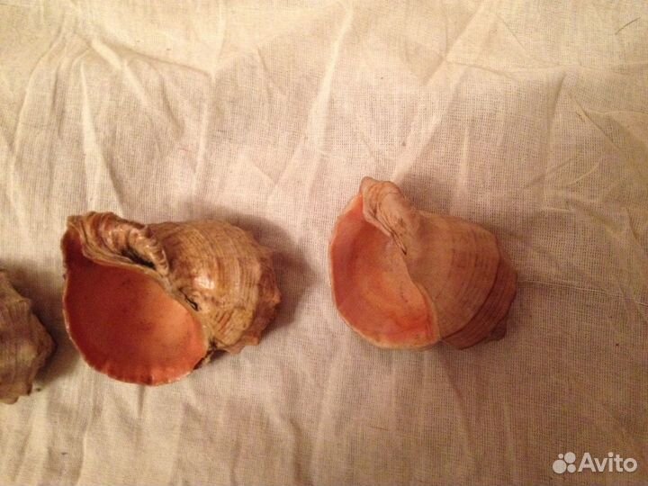 Морские раковины