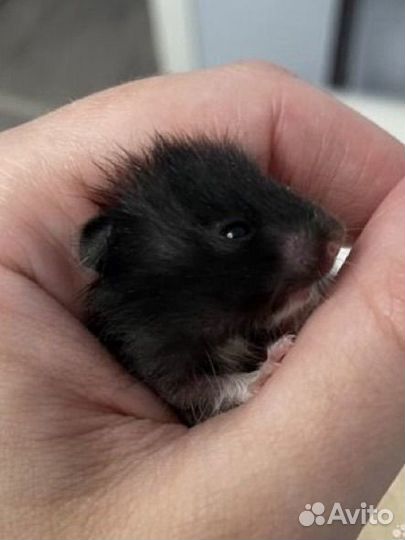 Хомяки сирийские