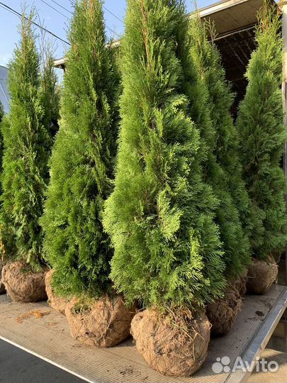 Туи Смарагд