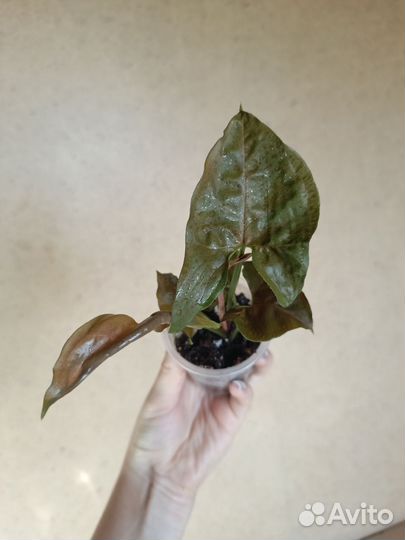 Сингониум брокант