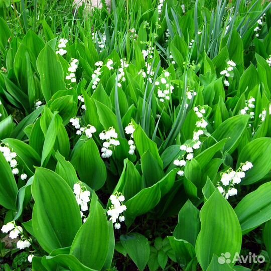 Ландыш садовый саженцы