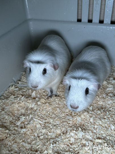 Морские свинки