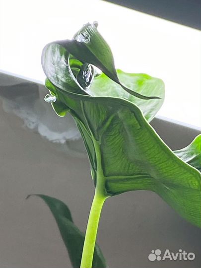 Алоказия хвост дракона