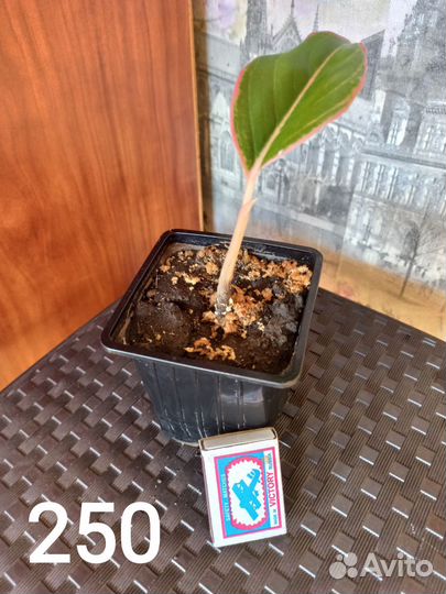 Аглаонема Аврора Сиам