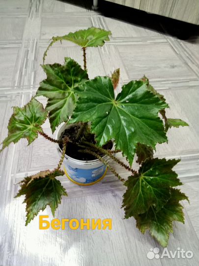 Комнатные растения