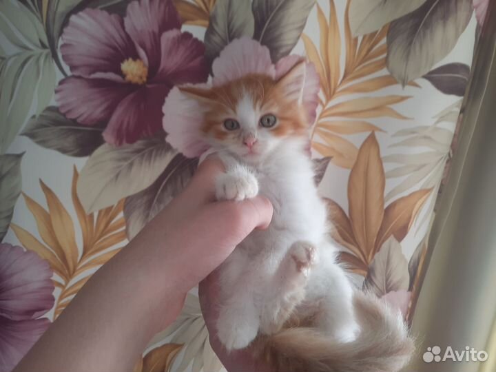 Котята в добрые руки Выборг и Выборгский район