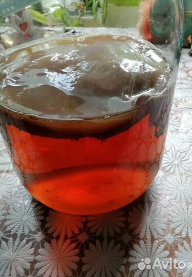 Чайный, молочный грибы, морской рис