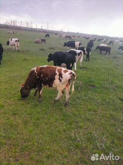 Корова с теленком