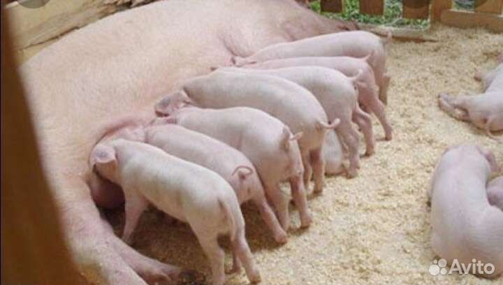 Поросята