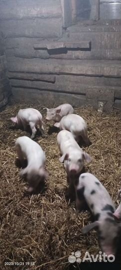 Поросята ландрас пьетрен