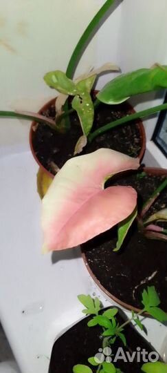 Сингониум neon