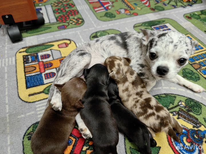 Щенки чихуахуа