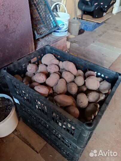 Продам картофель