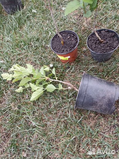 Боярышник крупноплодный