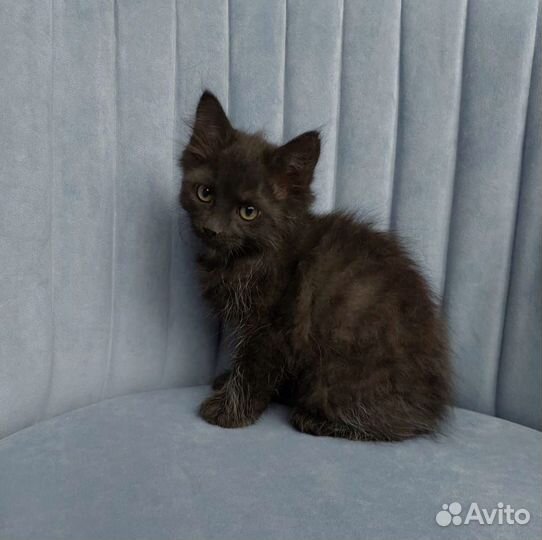 Котята в добрые руки бесплатно