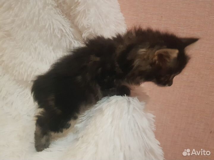 Курильский бобтейл 2 девочки