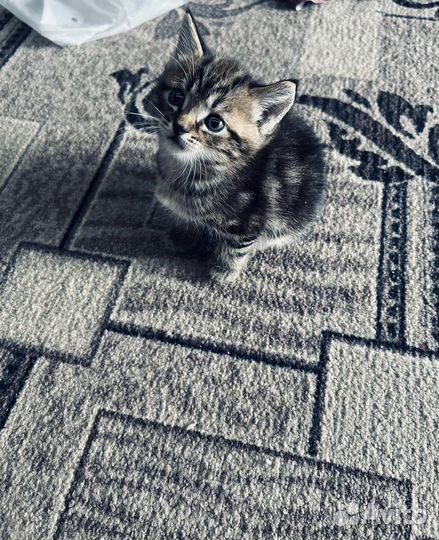 Отдам котят в добрые руки
