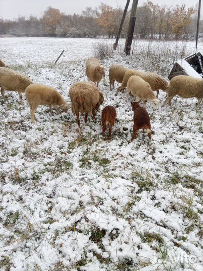 Овцы бараны