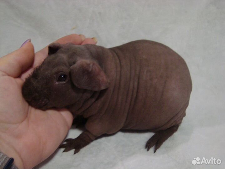 Морские свинки скинни