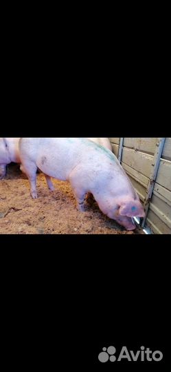 Пьетрен ландрас