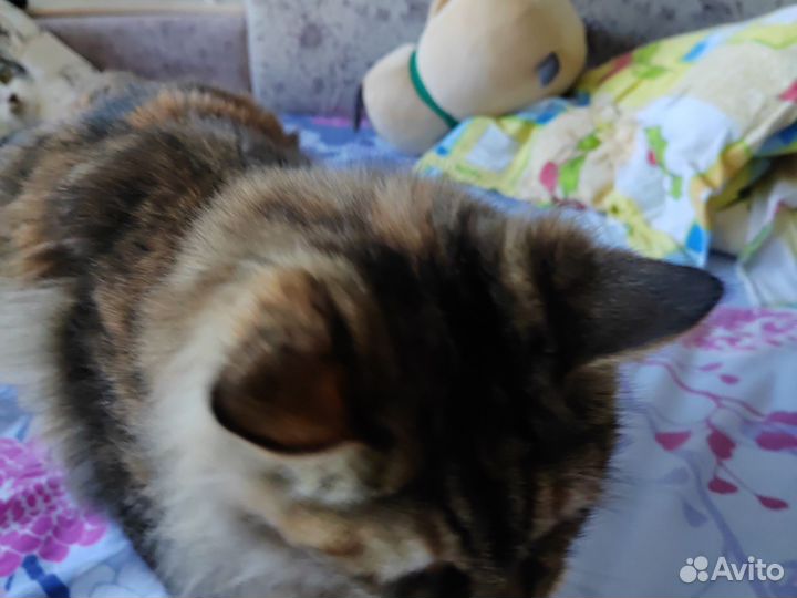 Продам котёнка