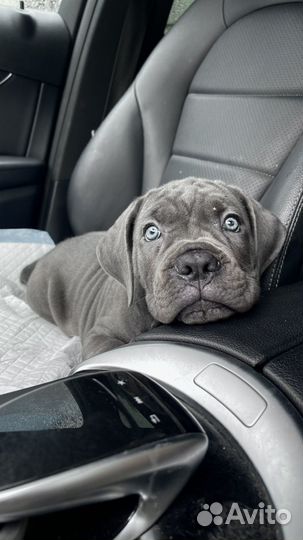 Итальянский кане корсо черная девочка и мальчик